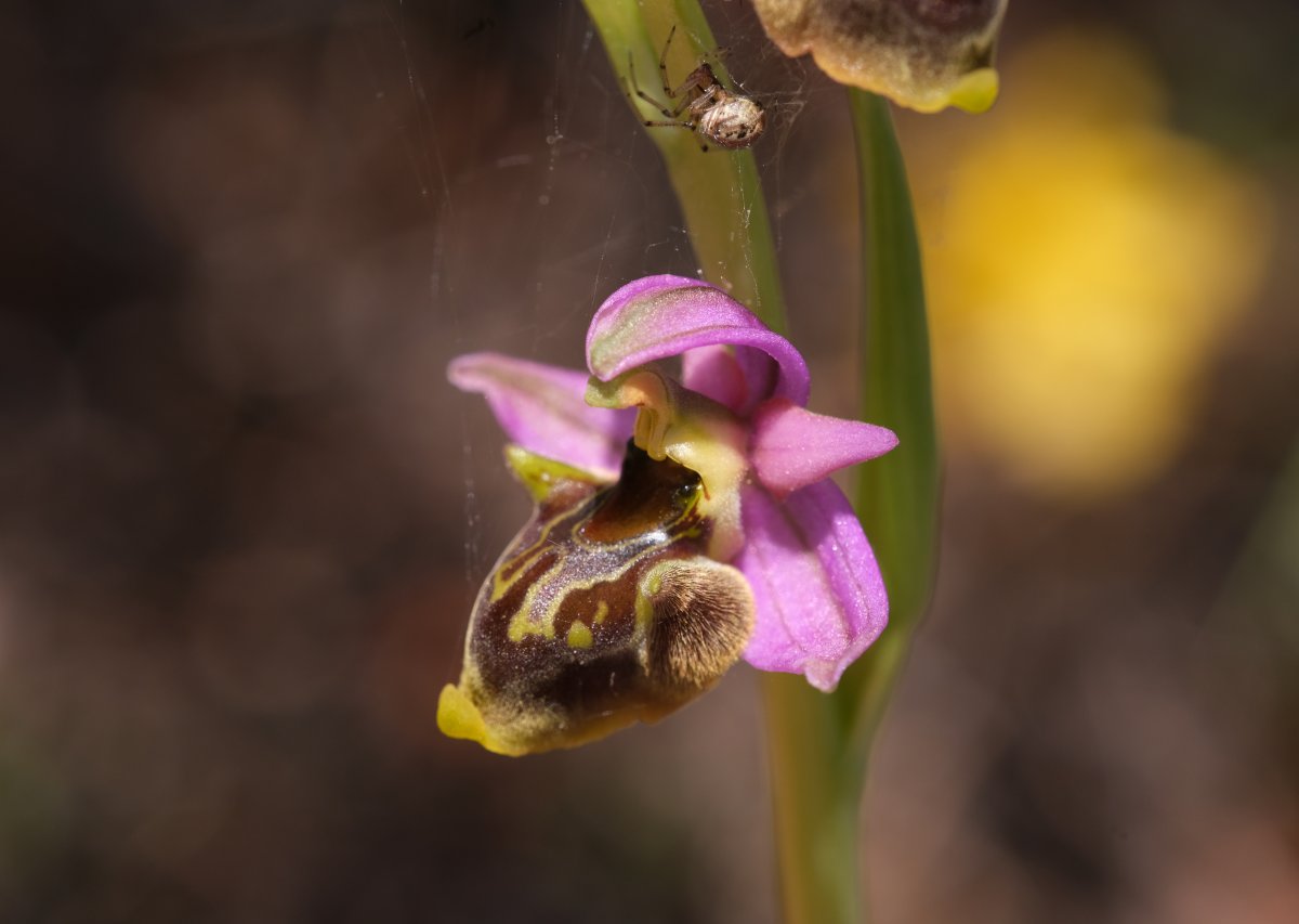 Ultime orchidee per quest''anno - Dalla Grecia con passione